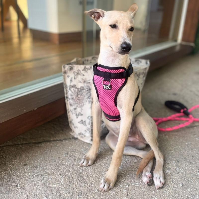Cami, ADOPTABLE, Young Female Chihuahua & Whippet.