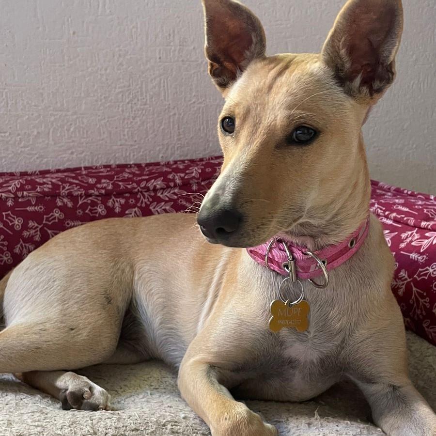 Enlarge Cami, a ADOPTABLE mixed breed in Cancun, ROO image 2/2