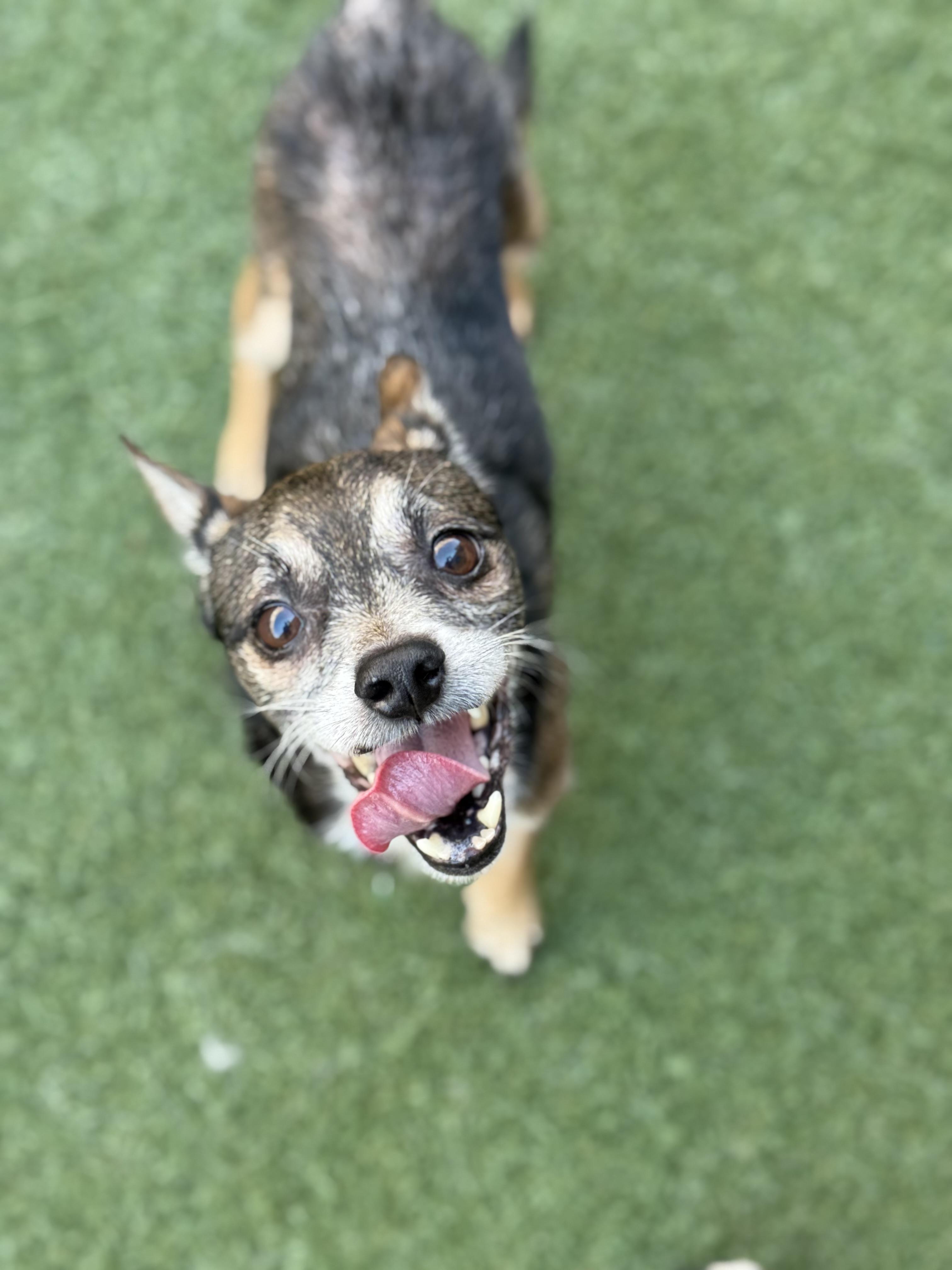 Mitts, Adult Male Chihuahua