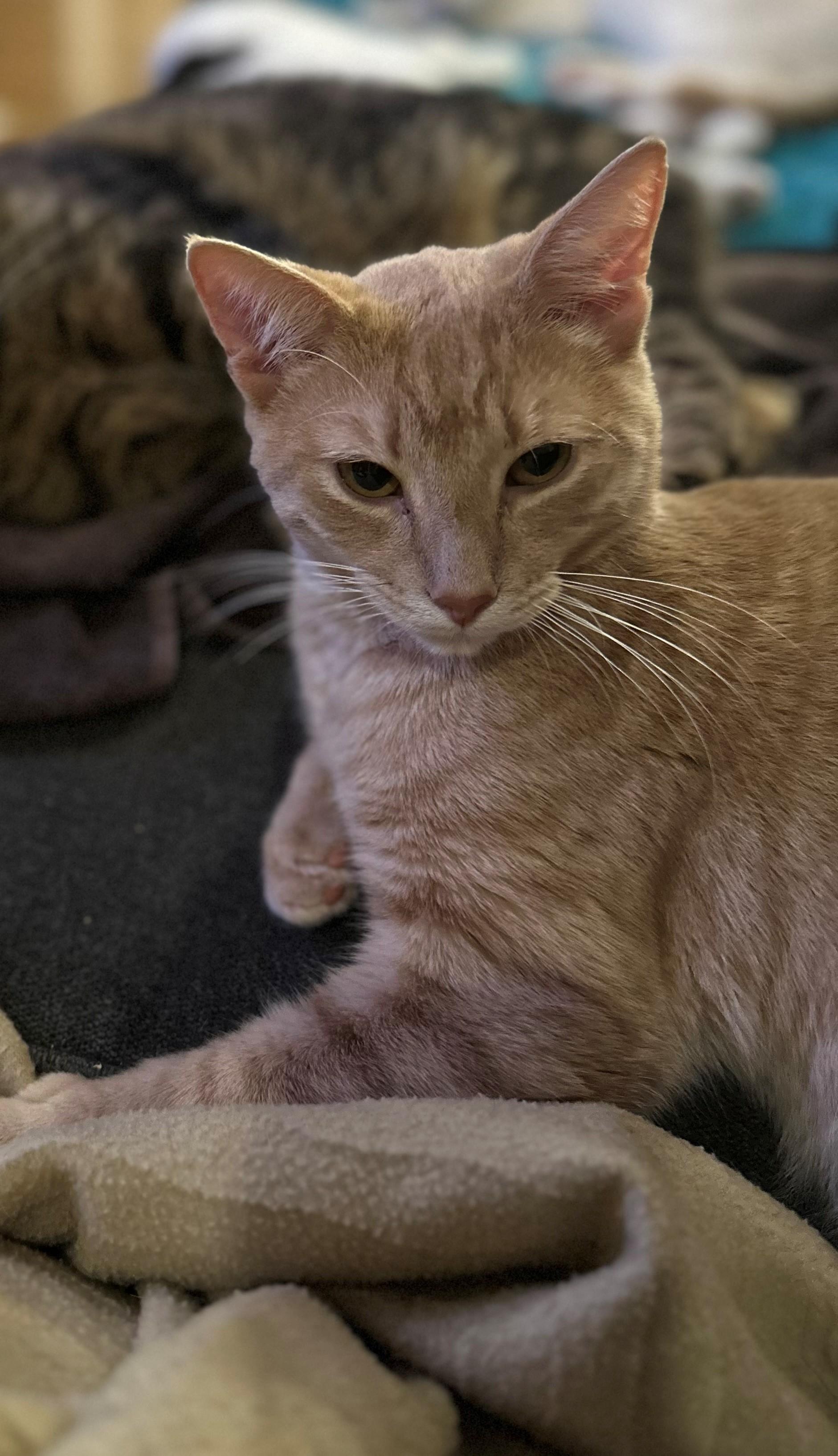 Ian, an adoptable Domestic Short Hair in Coalhurst, AB, T0L 0V0 | Photo Image 1