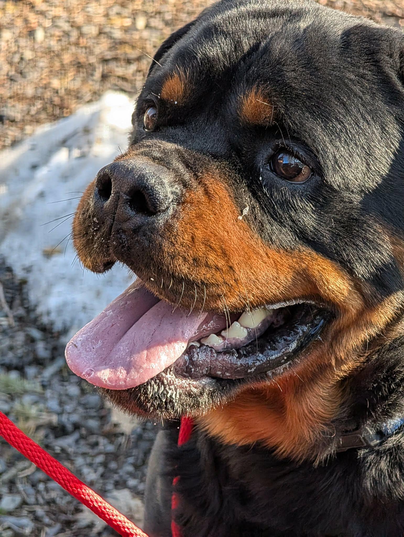 Enlarge Bear formerly known as Leroy, a ADOPTABLE Rottweiler in Perkasie, PA image 6/6