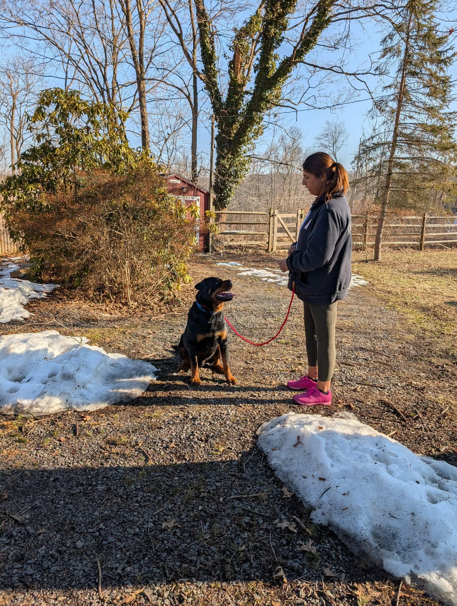 Enlarge Bear formerly known as Leroy, a ADOPTABLE Rottweiler in Perkasie, PA image 5/6