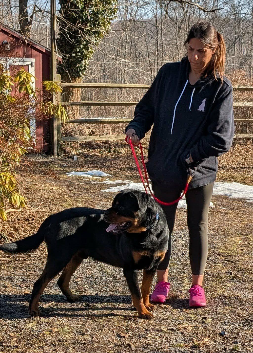 Enlarge Bear formerly known as Leroy, a ADOPTABLE Rottweiler in Perkasie, PA image 3/6