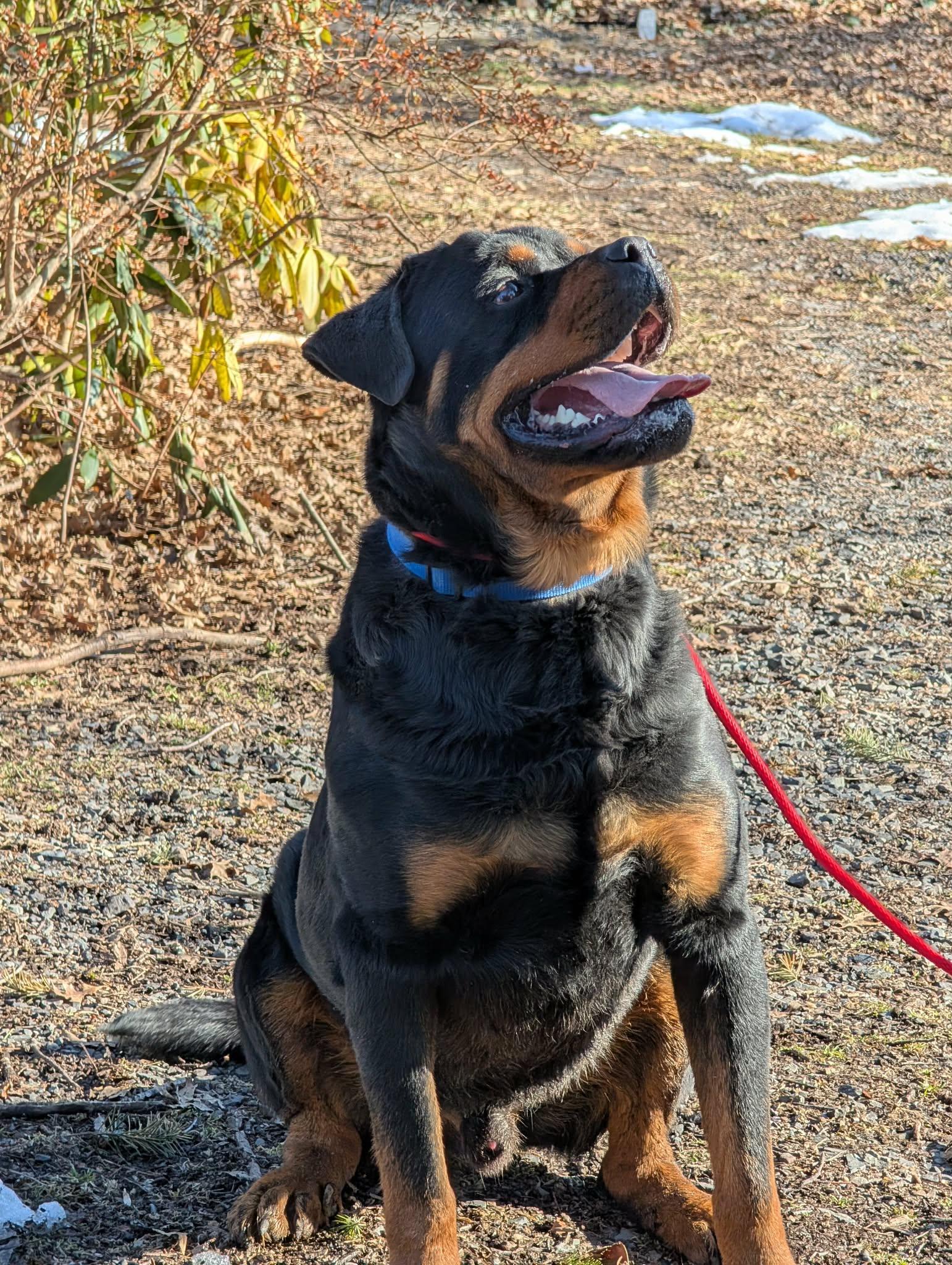 Enlarge Bear formerly known as Leroy, a ADOPTABLE Rottweiler in Perkasie, PA image 4/6