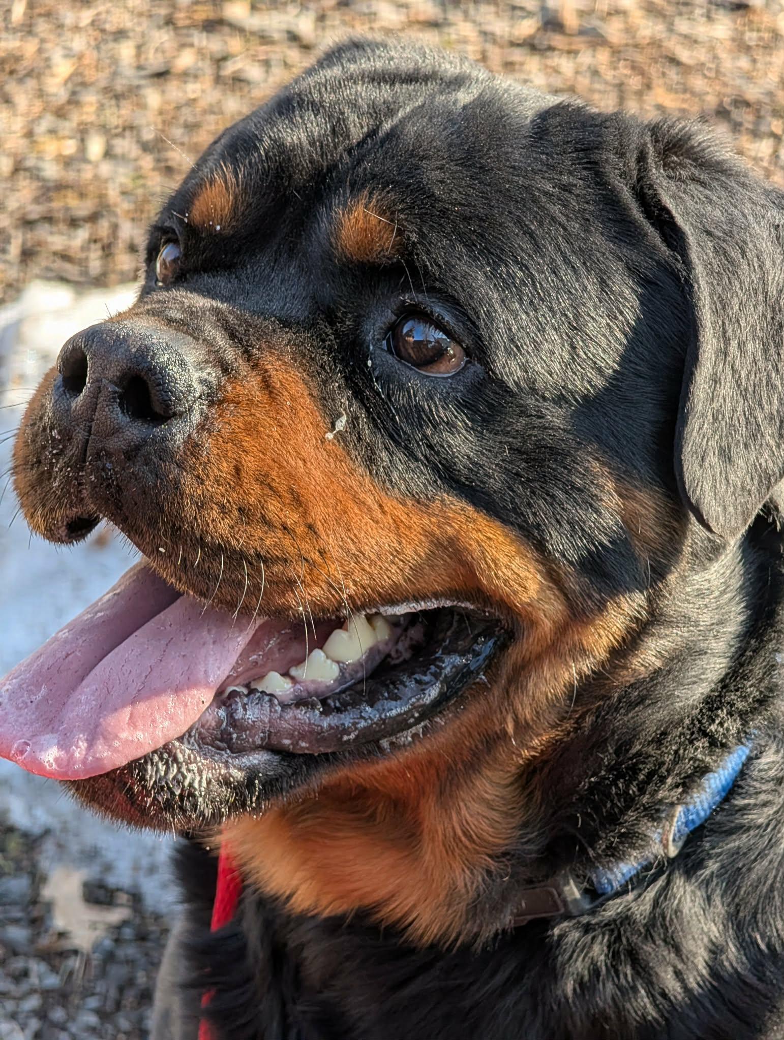 Enlarge Bear formerly known as Leroy, a ADOPTABLE Rottweiler in Perkasie, PA image 2/6