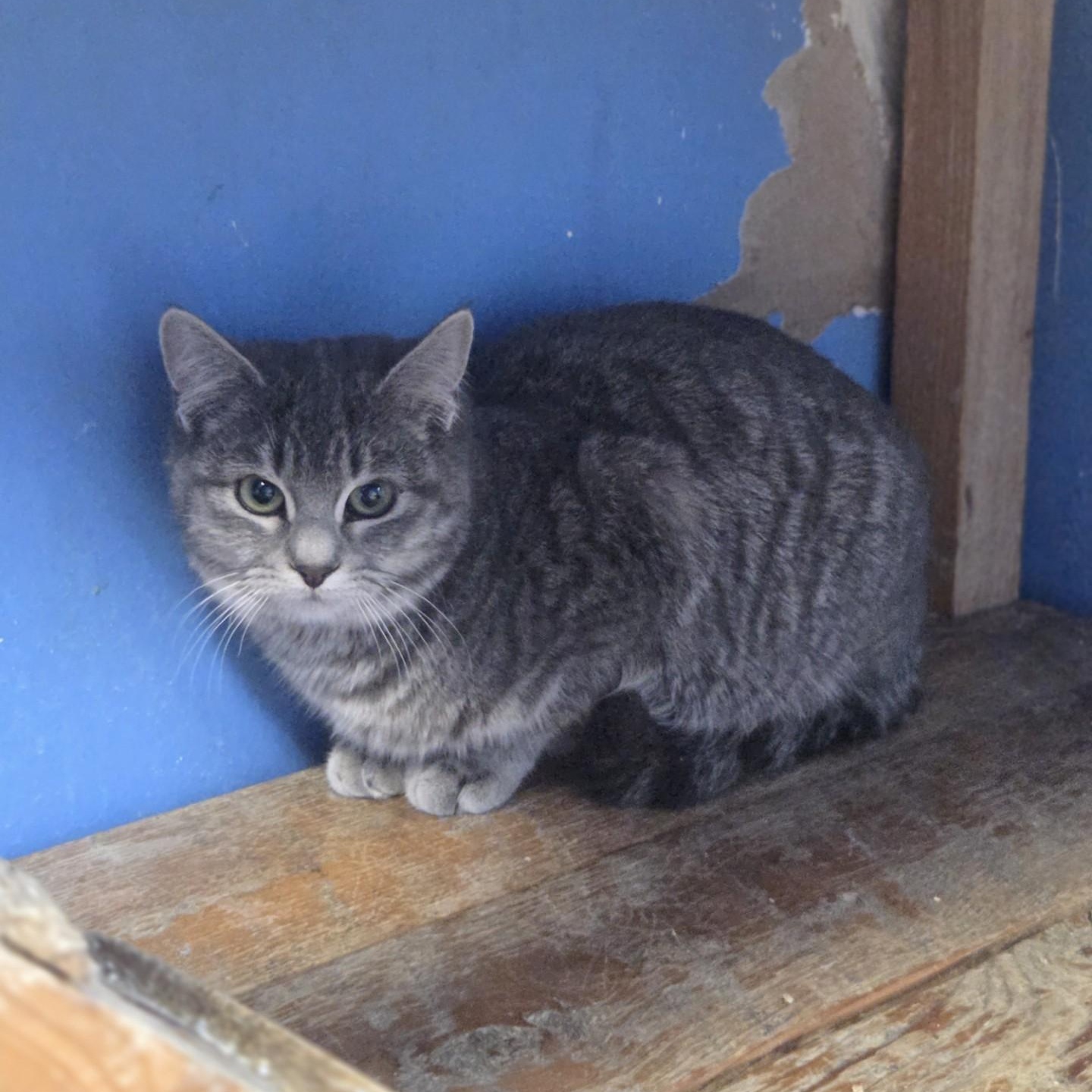Casey's Breakfast Pizza, Adoptable, Young Male Domestic Short Hair.
