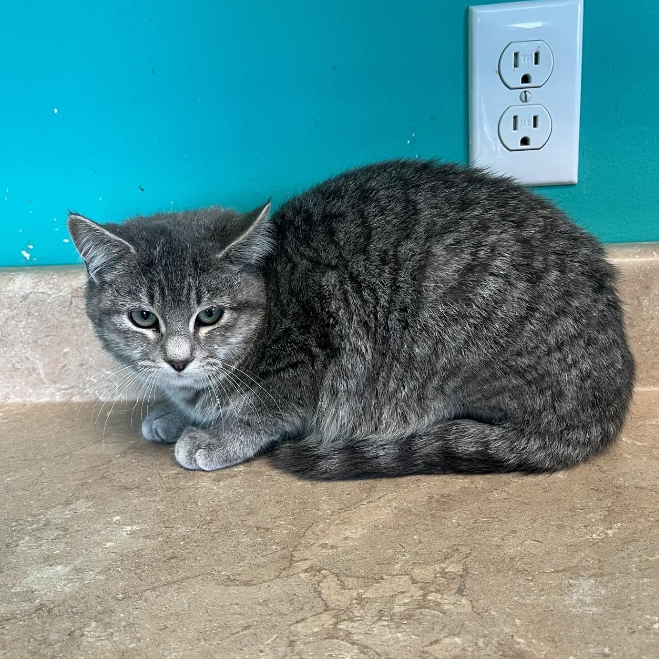 Enlarge Casey's Breakfast Pizza, a Adoptable Domestic Short Hair in Brookings, SD image 1/1