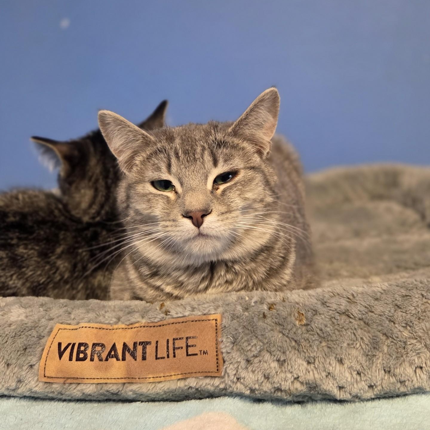 Enlarge Casey's Breakfast Pizza, a Adoptable Domestic Short Hair in Brookings, SD image 1/2