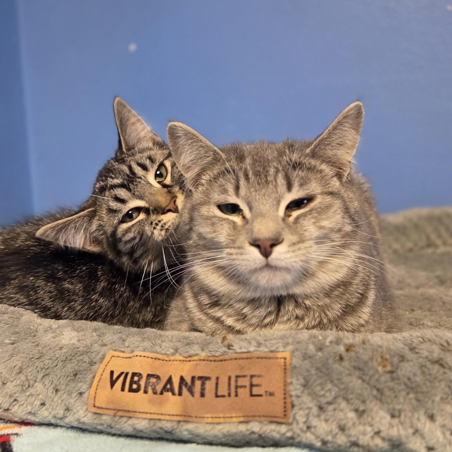 Enlarge Casey's Breakfast Pizza, a Adoptable Domestic Short Hair in Brookings, SD image 2/2