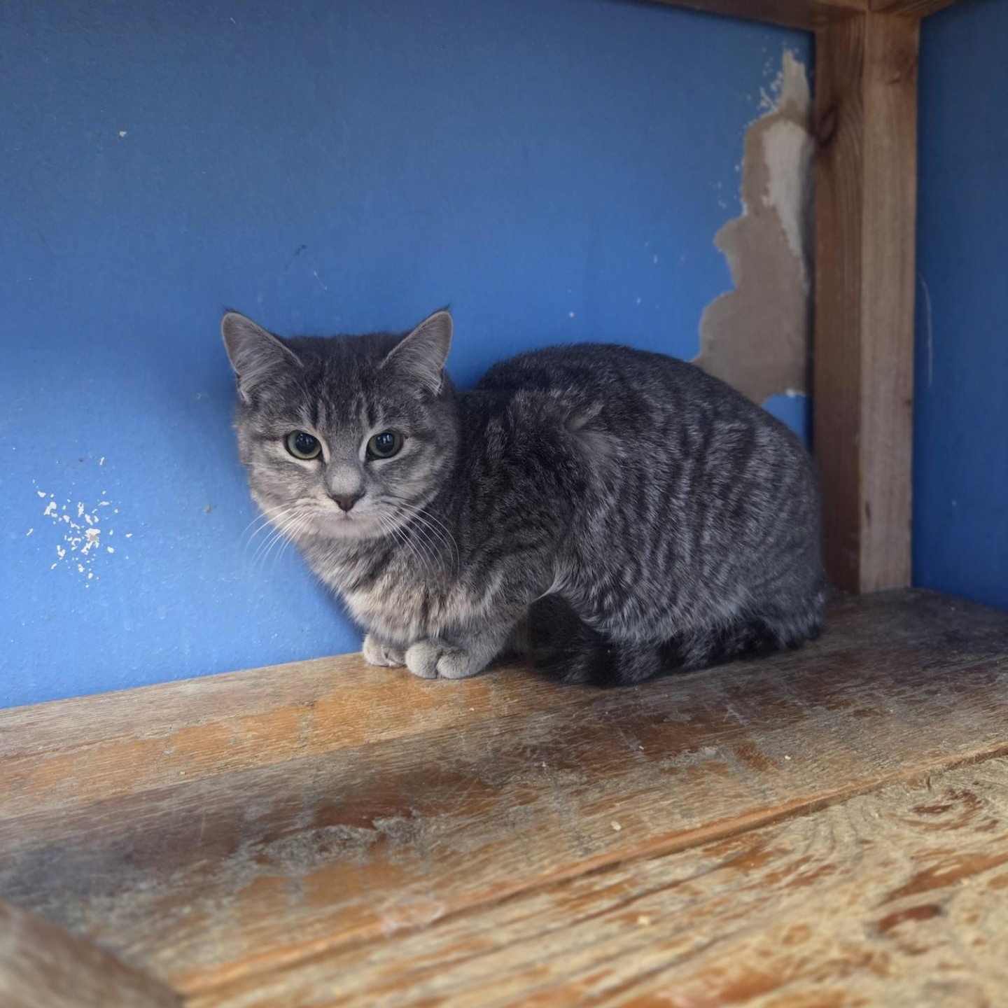 Enlarge Casey's Breakfast Pizza, a Adoptable Domestic Short Hair in Brookings, SD image 2/2