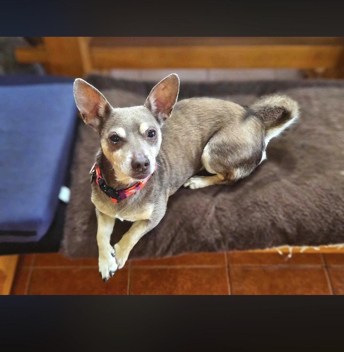 Nori — thumbnail 2