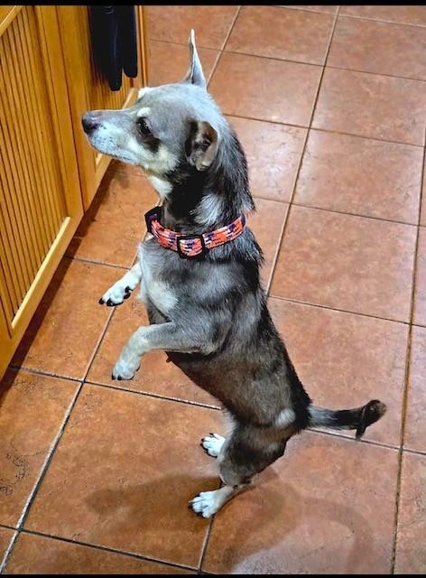 Nori — thumbnail 3