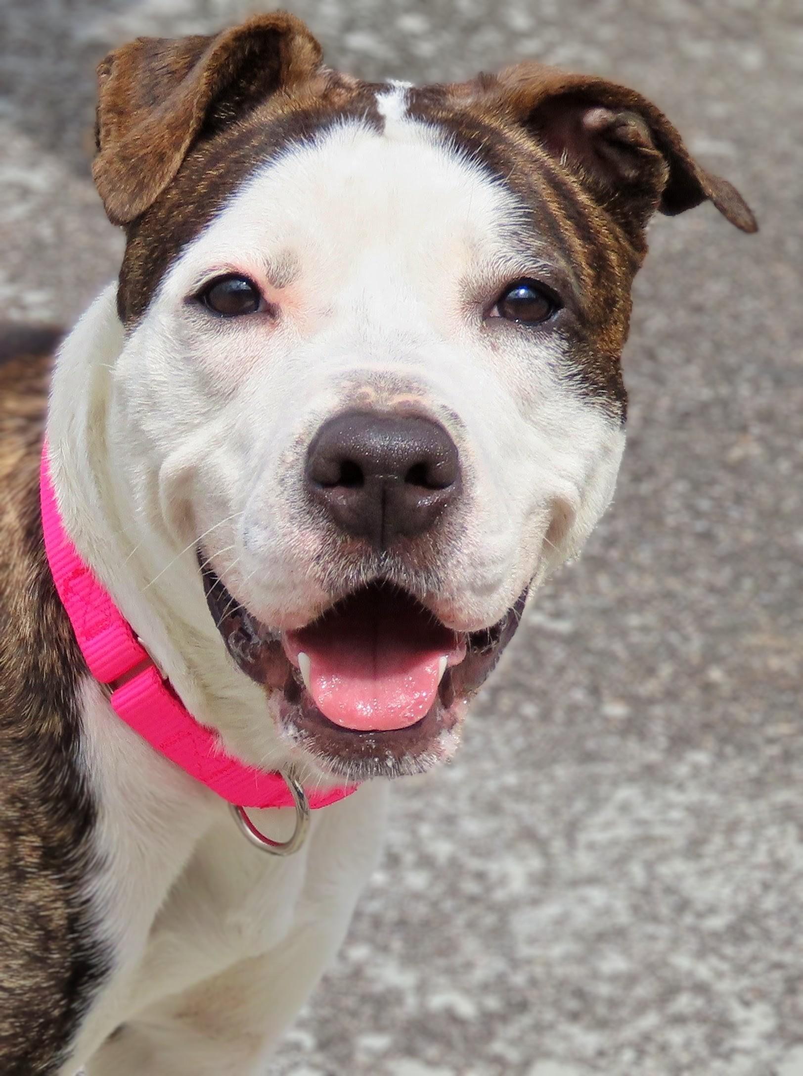 Enlarge 26-158 Bella, a ADOPTABLE Pit Bull Terrier in Amityville, NY image 2/6