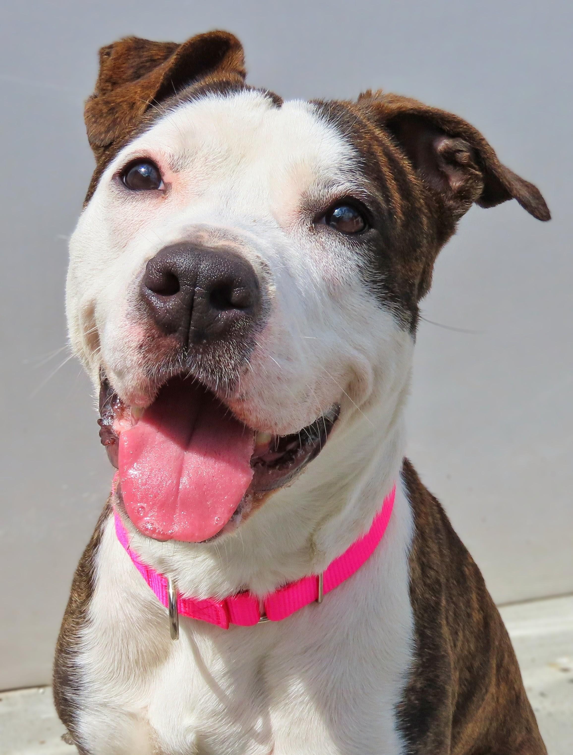 Enlarge 26-158 Bella, a ADOPTABLE Pit Bull Terrier in Amityville, NY image 1/6