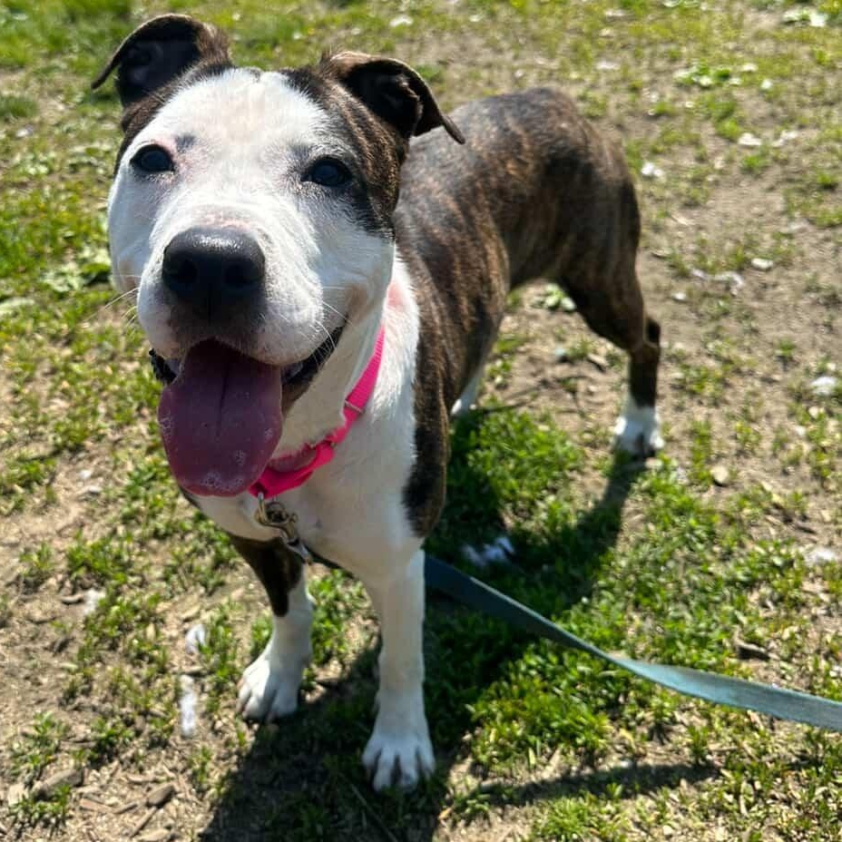 Enlarge 26-158 Bella, a ADOPTABLE Pit Bull Terrier in Amityville, NY image 4/6