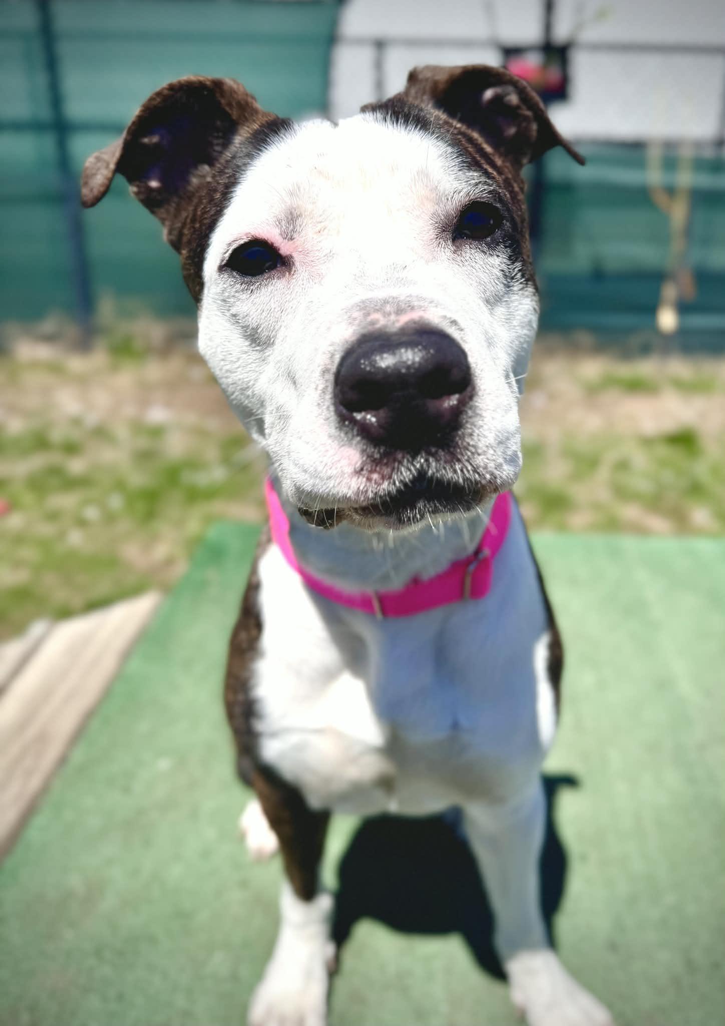 Enlarge 26-158 Bella, a ADOPTABLE Pit Bull Terrier in Amityville, NY image 3/6