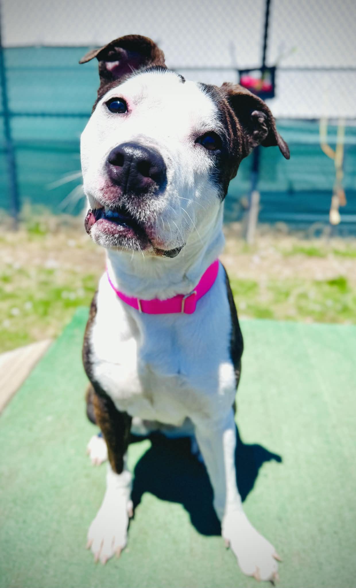 Enlarge 26-158 Bella, a ADOPTABLE Pit Bull Terrier in Amityville, NY image 5/6