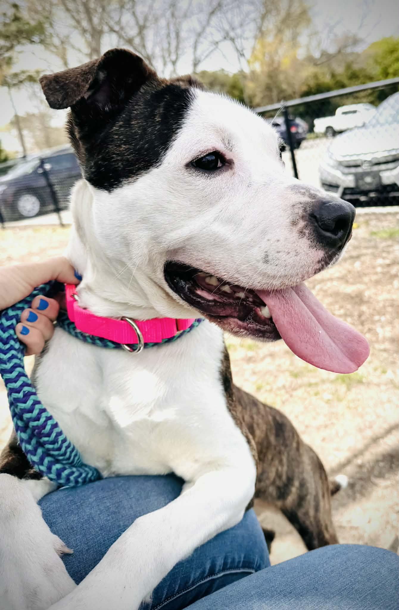 Enlarge 26-158 Bella, a ADOPTABLE Pit Bull Terrier in Amityville, NY image 6/6