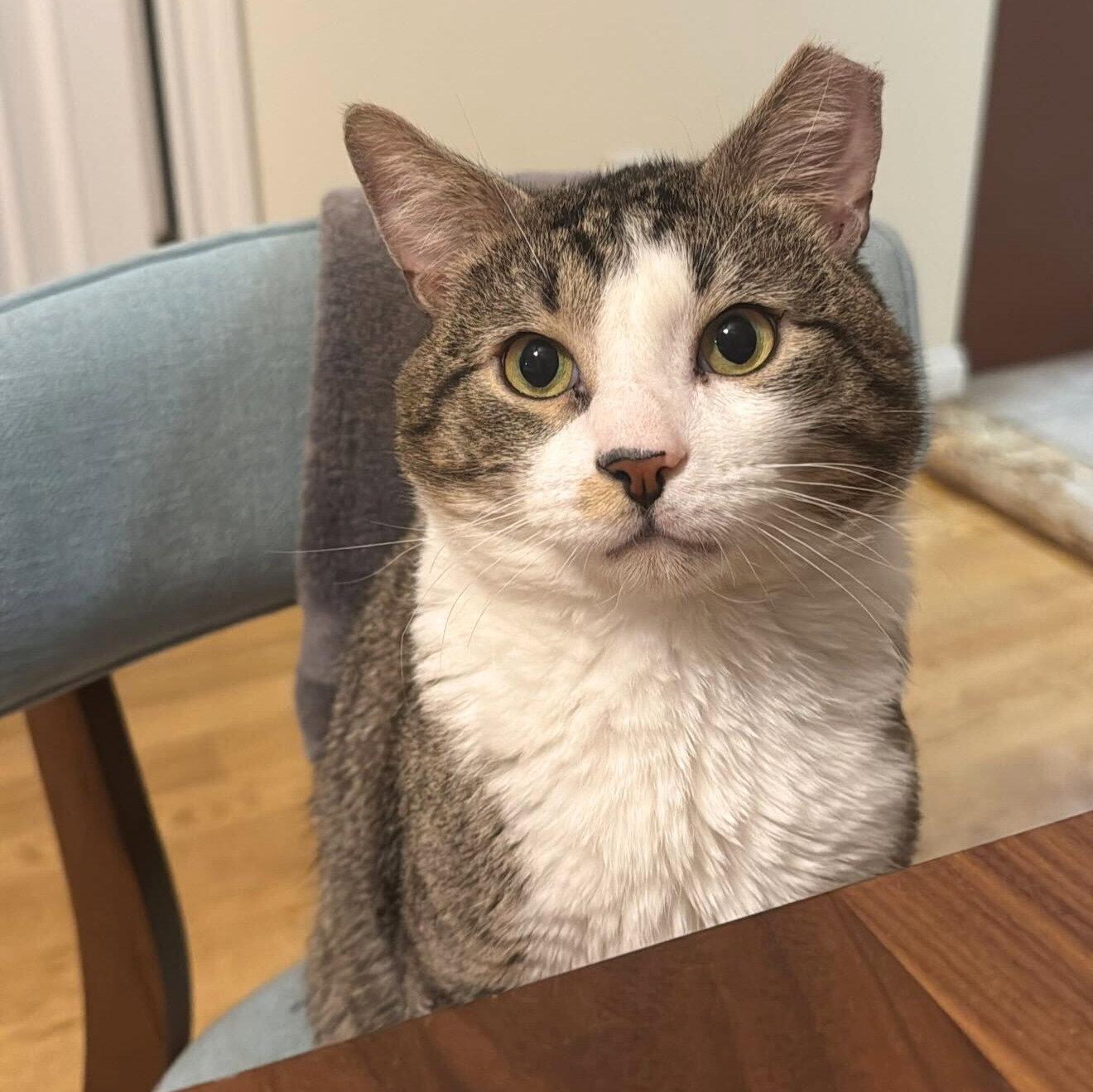 Mohamed Diawara, Adopted, Adult Male Domestic Short Hair.