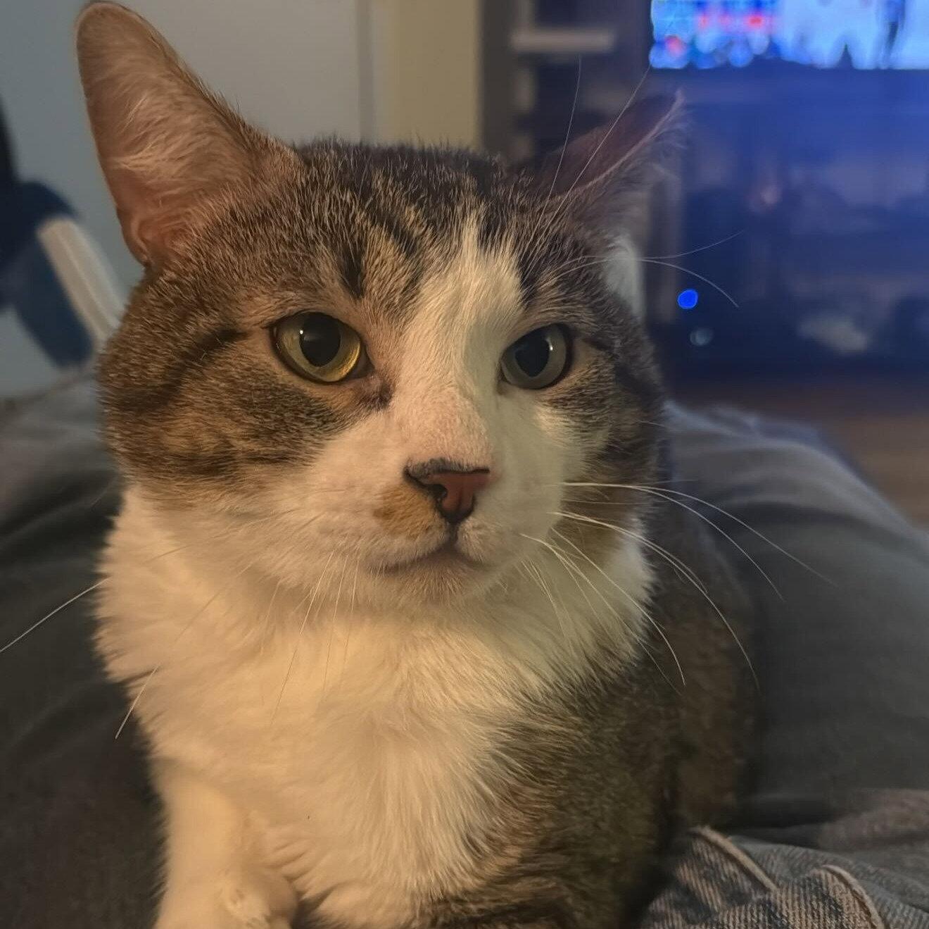 Enlarge Mohamed Diawara, a Adopted Domestic Short Hair in Brooklyn, NY image 2/3