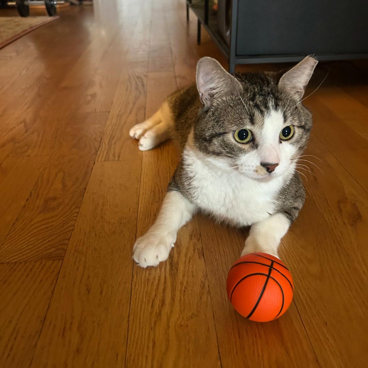 Enlarge Mohamed Diawara, a Adopted Domestic Short Hair in Brooklyn, NY image 3/3