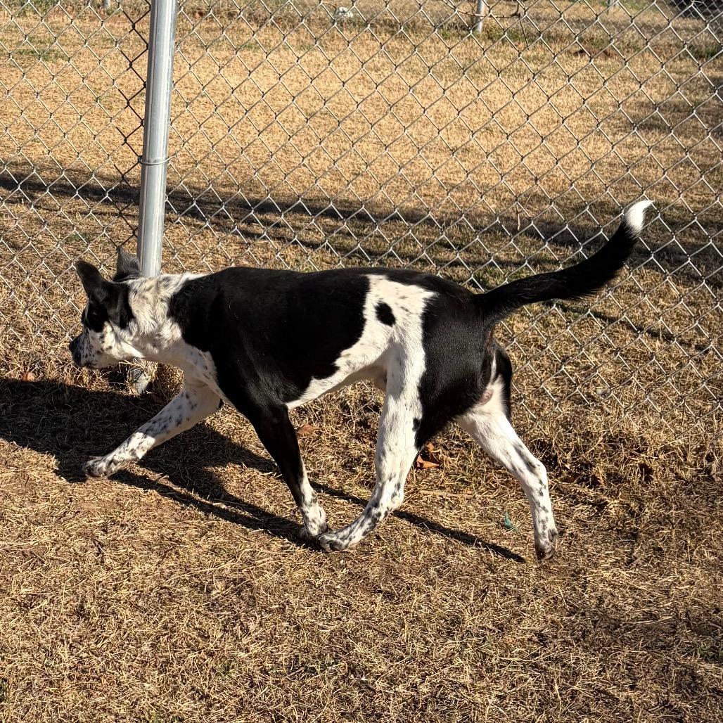 Enlarge Bindy, a Adoptable mixed breed in Norman, OK image 1/3