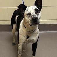 Enlarge Bindy, a Adoptable mixed breed in Norman, OK image 2/3