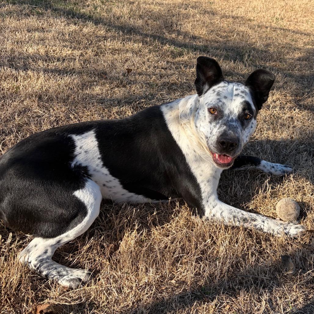 Enlarge Bindy, a Adoptable mixed breed in Norman, OK image 3/3