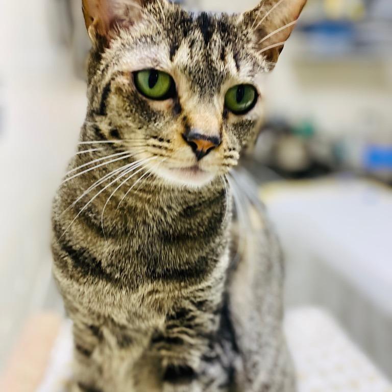 Enlarge Columbia, a Adoptable Domestic Short Hair in Fort Lauderdale, FL image 1/5