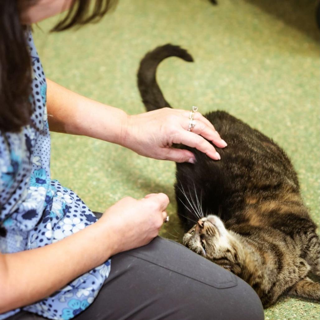 Columbia, a Adoptable Domestic Short Hair in Fort Lauderdale, FL image 2/6