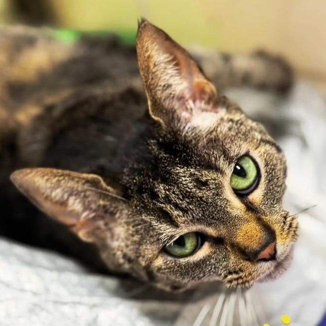 Enlarge Columbia, a Adoptable Domestic Short Hair in Fort Lauderdale, FL image 2/5