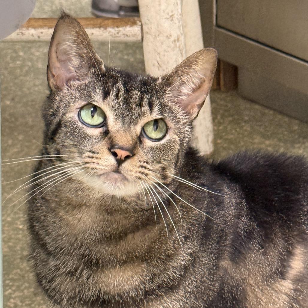 Columbia, a Adoptable Domestic Short Hair in Fort Lauderdale, FL image 4/6
