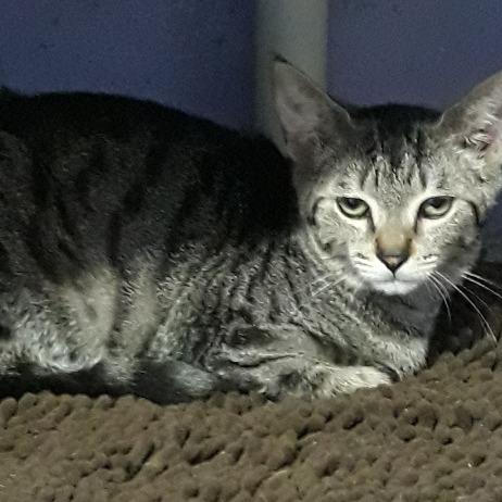 Enlarge Columbia, a Adoptable Domestic Short Hair in Fort Lauderdale, FL image 3/5