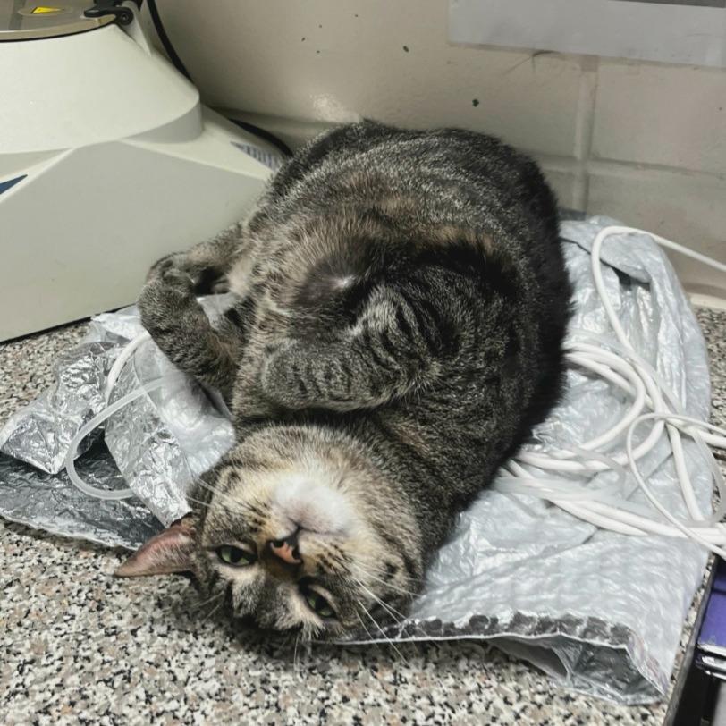 Enlarge Columbia, a Adoptable Domestic Short Hair in Fort Lauderdale, FL image 4/5