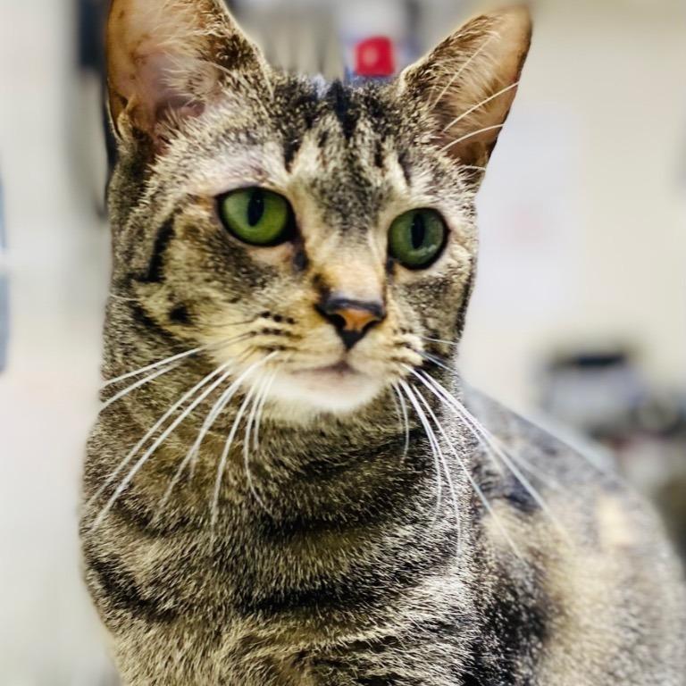 Enlarge Columbia, a Adoptable Domestic Short Hair in Fort Lauderdale, FL image 5/5