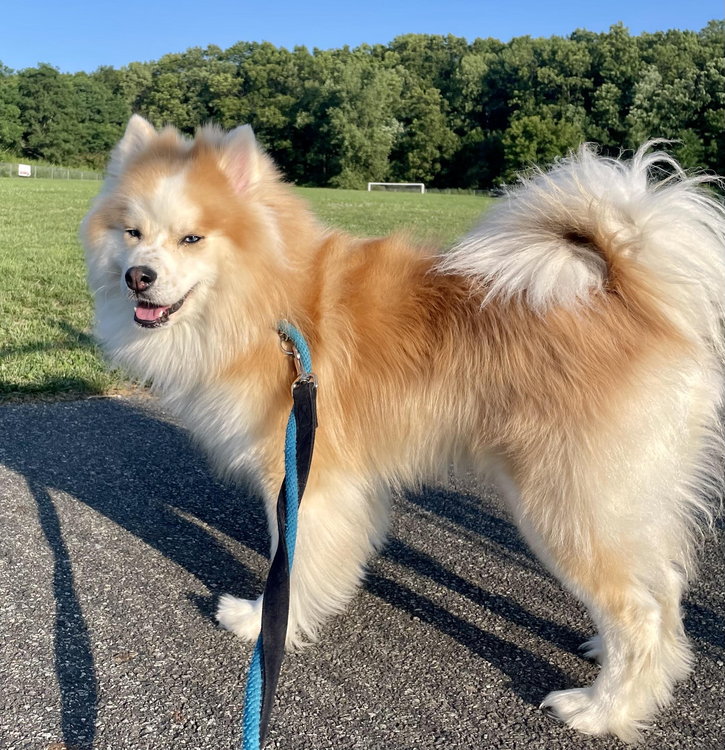 Banjo, Adoptable, Young Male Chow Chow & Pomeranian.