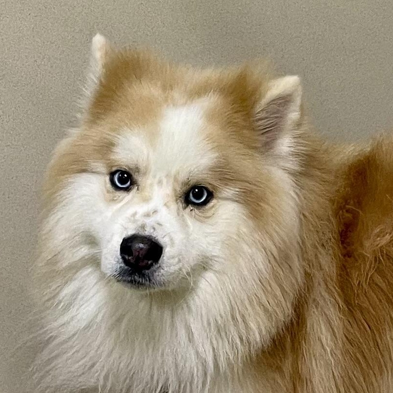 Banjo, a Adoptable mixed breed in West Milford, NJ image 2/4