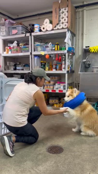 Enlarge Banjo, a Adoptable mixed breed in West Milford, NJ video 4/4