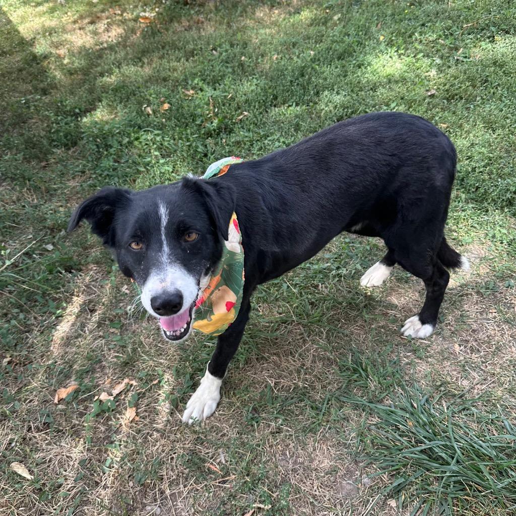 Pickles, Adoptable, Adult Female Border Collie.