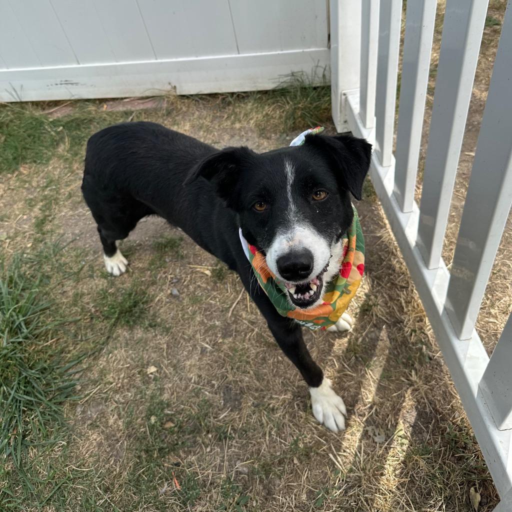 Enlarge Pickles, a Adoptable mixed breed in Logan, UT image 2/3