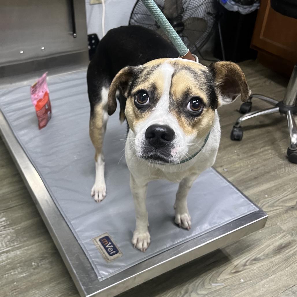 Egypt @ Foster, Adoptable, Young Female Mixed Breed.