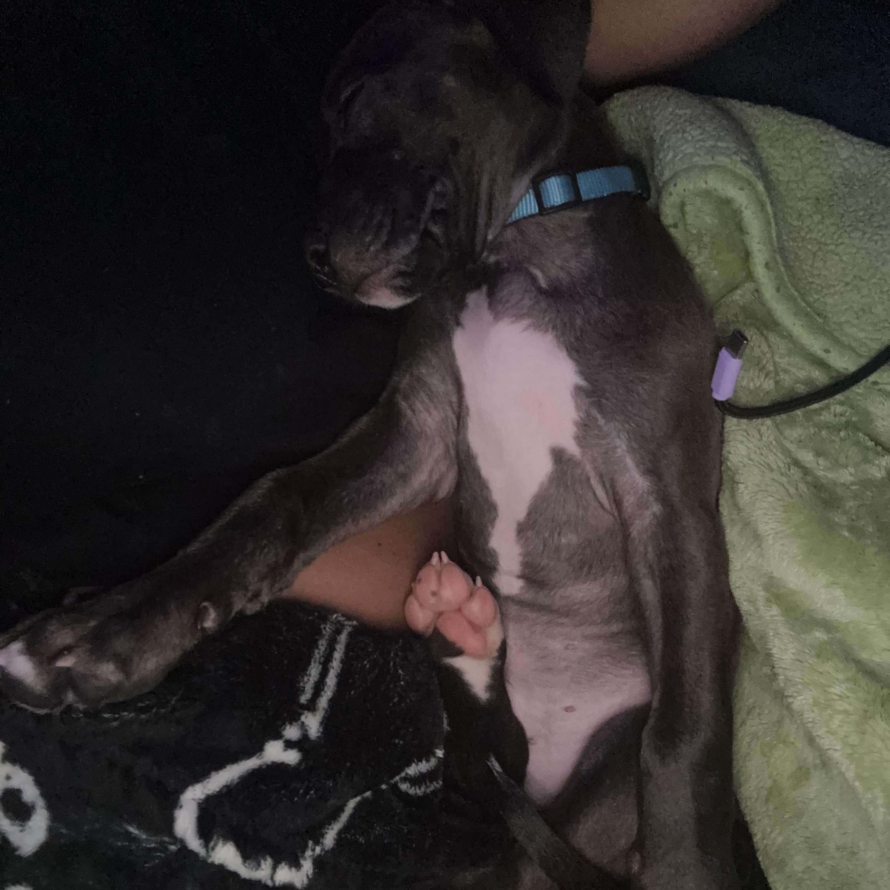 Enlarge Luffy, an adopted mixed breed in Charlotte, NC image 4/4