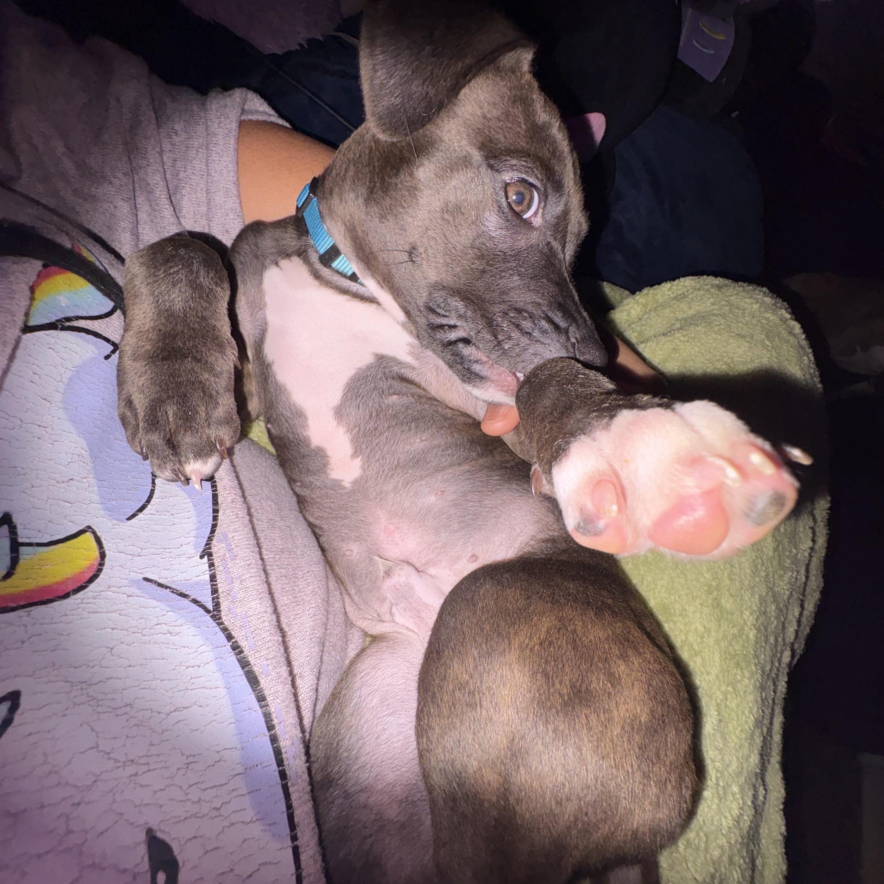 Enlarge Luffy, an adopted mixed breed in Charlotte, NC image 2/4