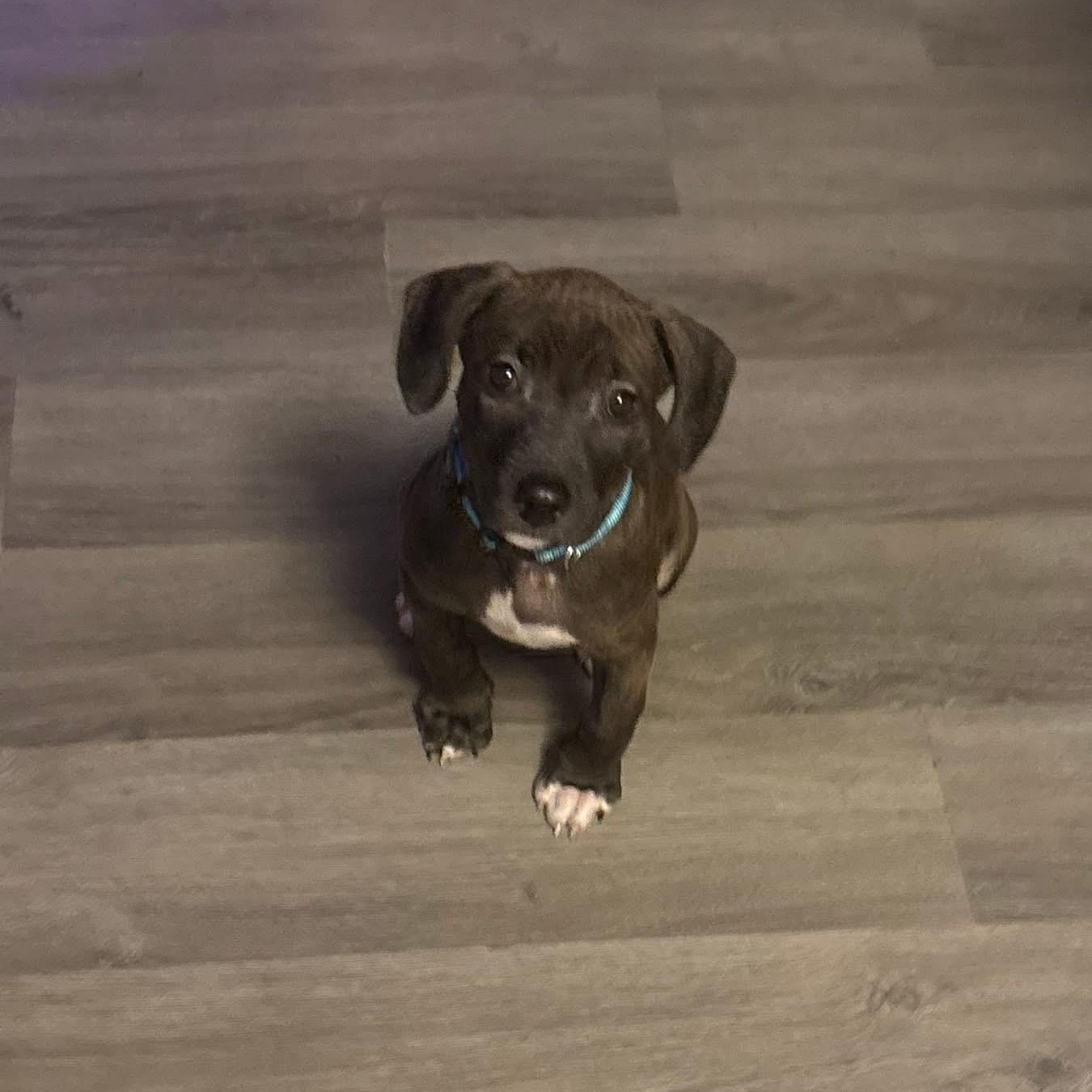 Enlarge Luffy, an adopted mixed breed in Charlotte, NC image 3/4