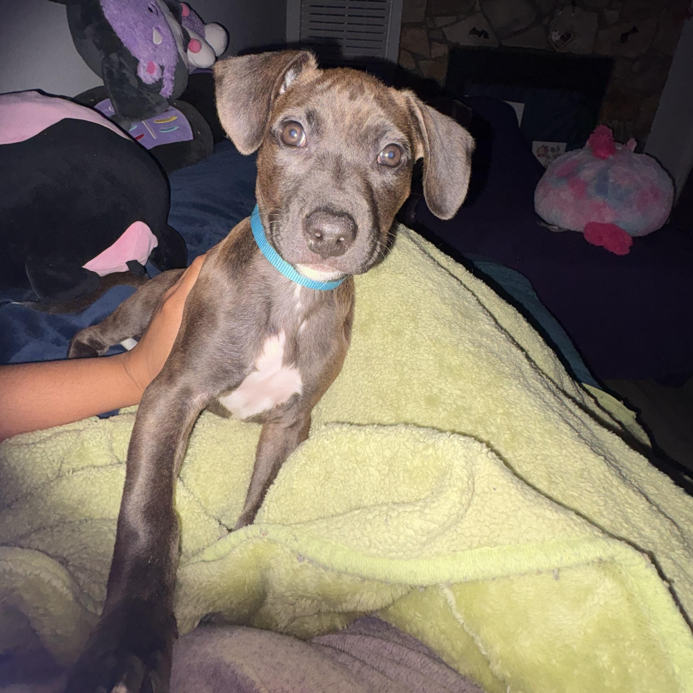 Luffy, adopted, Puppy Male Pit Bull Terrier.
