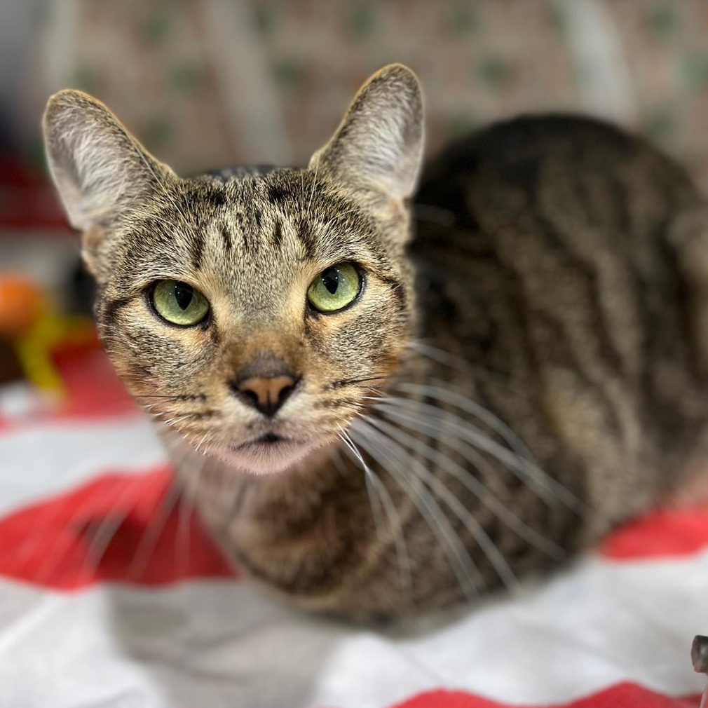 Ferris, a Adopted Domestic Short Hair in Philadelphia, PA image 4/5