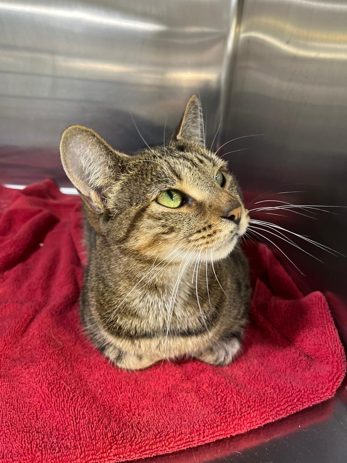 Ferris, a Adopted Domestic Short Hair in Philadelphia, PA image 3/5