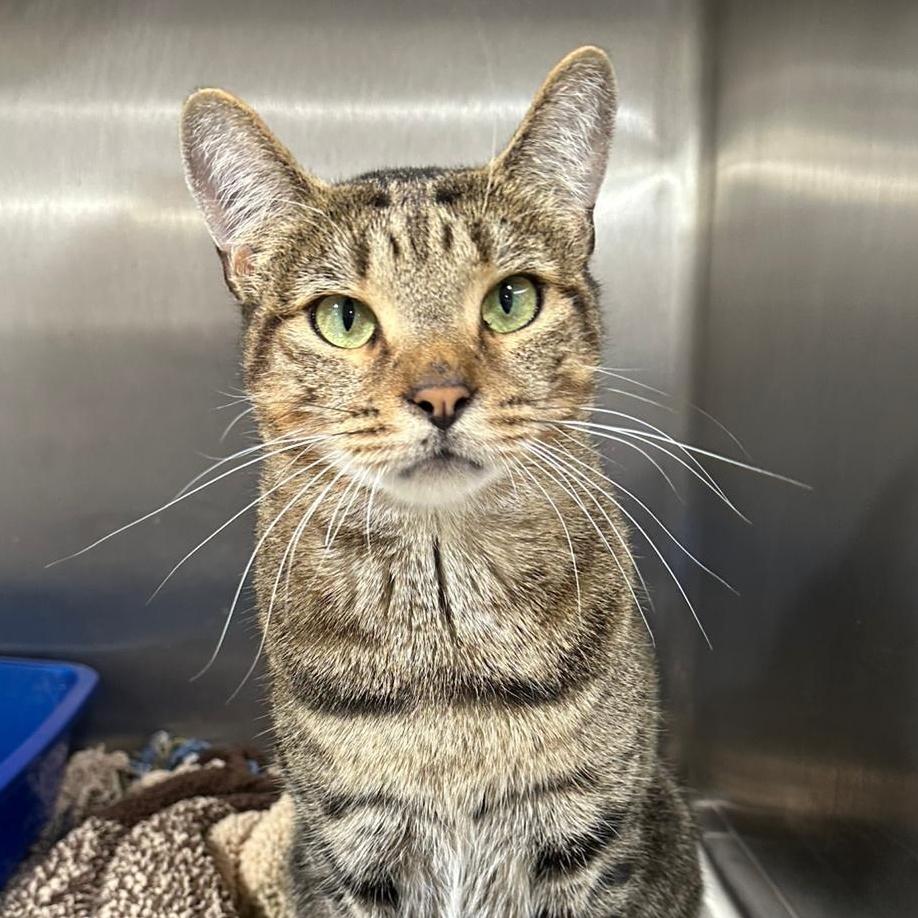 Ferris, Adopted, Young Male Domestic Short Hair.