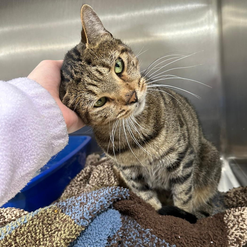 Ferris, a Adopted Domestic Short Hair in Philadelphia, PA image 2/5