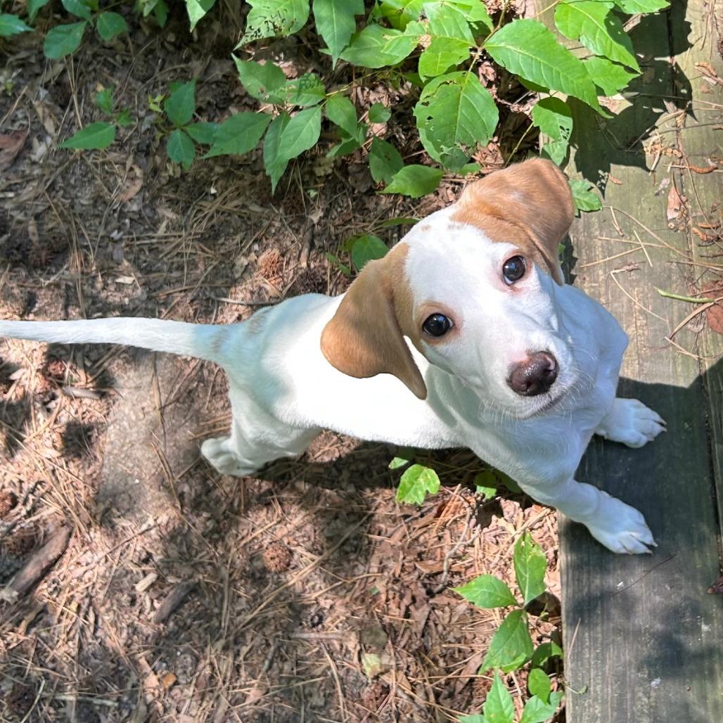 Lily (puppy), Adoptable, Puppy Female Hound & Mixed Breed.